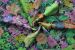 Vibrant Pastures - Ella Chambray
