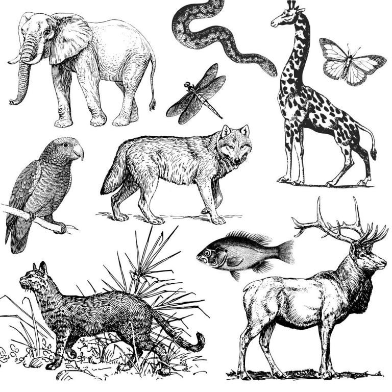 Animal Kingdom